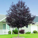 Red Chokecherry Tree Live Plant 8 to 14 Inch Tall, Chokecherry Plant Live in 2.5 Inch Pot to Grow