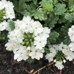 Set 2 Verbena Live Plants, Perennial Verbena Flowers, Long-Lasting, Hardy Flowering Plant for Planting (White)