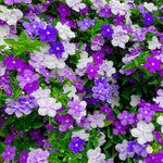 Sets 2 Change Color Live Brunfelsia Plants 5-8" Tall - Yesterday Today Tomorrow Flowering Shrub for Indoor and Outdoor, Multi-Colored Flowers