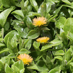 Delosperma Ice Plant Live in 4'' Pot, Hardy, Low-Maintenance Flowering Succulent Groundcover for Outdoor Gardens and Containers (Yellow Ice Plant)