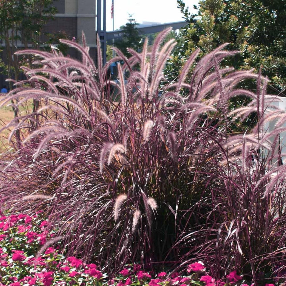 2 Clumps 5-9" Fountain Grass Live Plant for Spring Planting, Ornamental Grass, Perennial Grasses Fast-Growing, Vibrant Color (Purple)