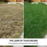 Set of 20000 Zoysia Grass Seeds, Zoysia Grass Seeds for Lawn, Low Maintenance Lawns in Home Yards and Garden