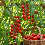 2 Cherry Tomato Plants, 5-8 Inc Tall, Live Vegetable Plant