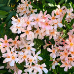 Dwarf Salmon Oleander Plant Live, Oleander Live Plant, 5 to 7 Inches Tall, Flowering Ornamental Shrub, Easy Care Outdoor Plant