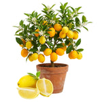 Air Layered Meyer Lemon Bush 1.5-2 Ft Tall, Lemon Citrus Tree for Backyard, Patio Pots and Indoor Fruit Growing