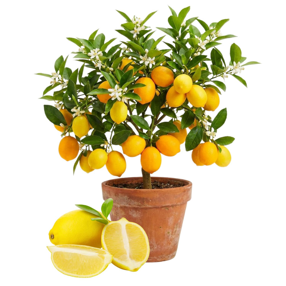 Air Layered Meyer Lemon Bush 1.5-2 Ft Tall, Lemon Citrus Tree for Backyard, Patio Pots and Indoor Fruit Growing