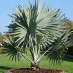 Live Palm Tree Plant in 3 Gallon Pot, No CA, Large Fully Rooted Size, Ready to Plant for Home Décor Indoor Outdoor Landscape, Rare Palm Trees, Huge Fan Leaves Palm