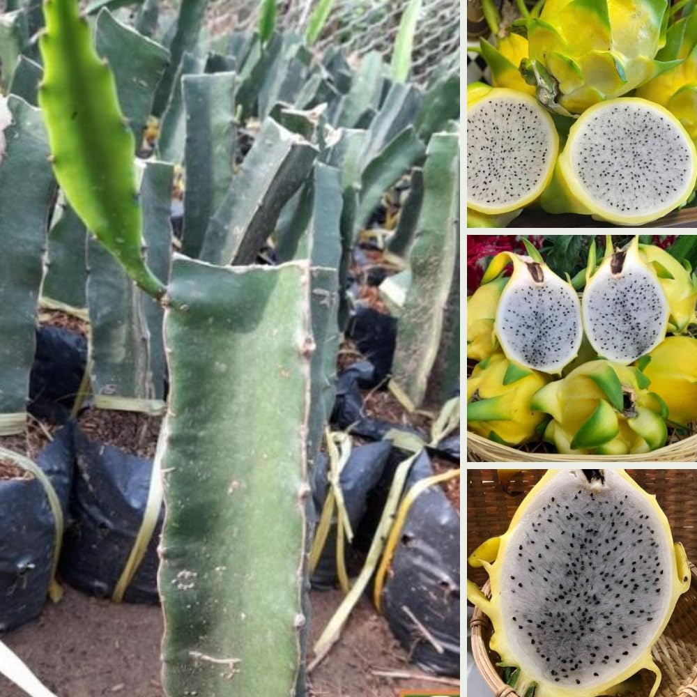 Set of 2 Yellow Dragon Fruit Plants Live, Live Dragon Fruit Plant, Between 4 and 6 Inches Tall, Dragon Fruit Live Plant for Garden, Dragon Fruit Tree Live Plant