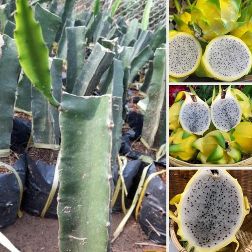 Set of 2 Yellow Dragon Fruit Plants Live, Live Dragon Fruit Plant, Between 4 and 6 Inches Tall, Dragon Fruit Live Plant for Garden, Dragon Fruit Tree Live Plant