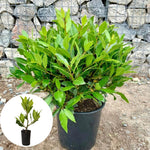 Laurus Nobilis Bay Leaf Trees Live Plants, 5 to 7 Inc Tall Bay Laurel Sweet Bay Live Plant for Planting, Fragrant Bayleaf Tree, No Pot, Well-Rooted Plant Live