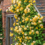 Starter Climbing Roses Live Plants, Rose Bushes Ready to Planting, No Pot, Cut Back, Well Rooted, 6-8 Months Old (Yellow)