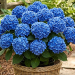 Blue Hydrangea Bush Live Plant, Cold Hardy Flowering Shrub, 1-1.5 Ft Tall
