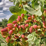 4 Pistache Tree Seedlings, 1–2 Ft Live Shade Trees, Hardy Landscape Trees for Outdoor Planting