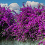 2 Bougainvillea Live Plants, Tropical Bougainvillea Flowering Vine, Fast Growing Outdoor and Container Plant, 4-8'' Tall (Bright Purple)