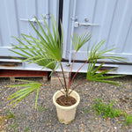 Live Palm Tree Plant in 3 Gallon Pot, No CA, Large Fully Rooted Size, Ready to Plant for Home Décor Indoor Outdoor Landscape, Rare Palm Trees, Latan Palm