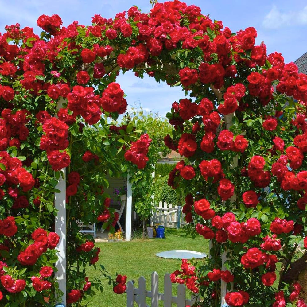 Climbing Roses Live Plants, Well Rooted 5-9" Tall, No Leaf, Ready to Plant Indoor Outdoor, Climber Rose Bush, Hybrid Tea Rose Like, Very Fragrant, Long Bloomer (Don Juan)