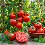 Set 2 Tomato Plants, Beefsteak Tomato Plants Live, 4-6 Inc Tall, Large Red Tomatoes for Indooor Outdoor Planting