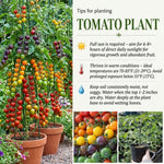 Mix Color Cherry Tomato Live Plants, 2 Plant Per Pot