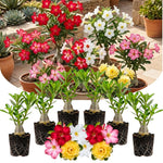 02 Mixed Desert Rose Live Plants, Starter Adenium 3-6 Inches Tall, No Pot, No Flower, Tropical Flowering Succulent Plants for Indoor Outdoor Growing