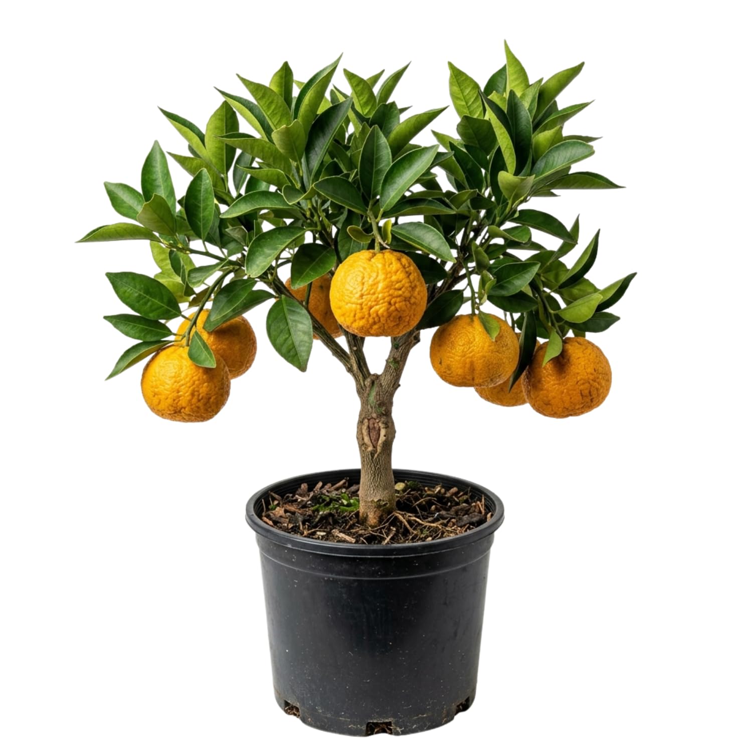 Grafted Golden Mandarin Plant Live, Tangerine Plant, Cold-Hardy Citrus Tree, 2-3 Feet Tall in Gallon Pot, Edible Sweet Fruit Tree for Garden