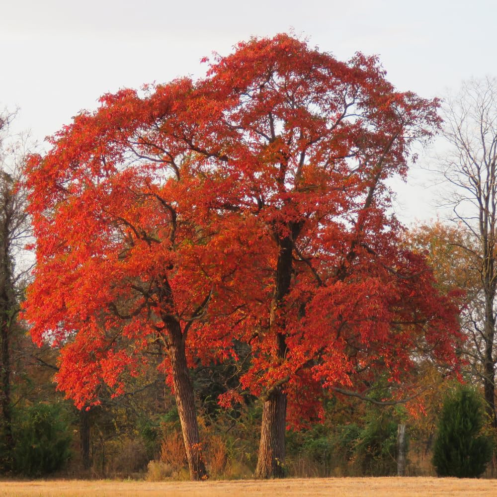 Sassafras Tree, Dormant Hardy Shrub, 1-2 Ft Tall