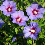 Althea Rose of Sharon Bush Live Plants in Pot, Hibiscus Plant Live, Fragrant Rose of Sharon Plant, from 6 to 13 Inch Tall (Purple)
