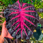 Pack 2 Alocasia Live Plant for Planting, Indoor Houseplant Alocasia Plant Live, 5 to 7 Inc Tall, Bare Root, Alocasia Colocasia Taro Plant for Ornamental Plants (Black Red Colocasia)