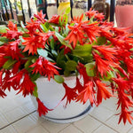 Easter Cactus Plants Live, Vibrant Color, Size 5-9" in Tall, No Pot, Spring Bloom Housplant Indoor Outdoor Succulent Cacti (Red)