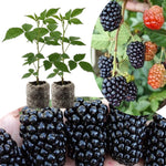 2 BlackBerry Plants Live for Planting, 4 to 8 Inch Height, BlackBerry Bush Live Plant, Sweet Blackberries Fruit Seedlings (Ouachita BlackBerry)