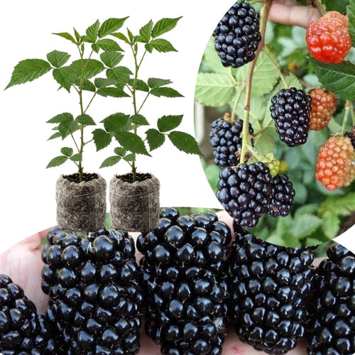 2 BlackBerry Plants Live for Planting, 4 to 8 Inch Height, BlackBerry Bush Live Plant, Sweet Blackberries Fruit Seedlings (Ouachita BlackBerry)