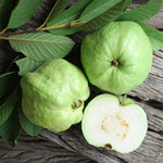 White Guava Tree Live Plant, 6-8 Inches Tall in 4 Inch Pot, Tropical Fruit Tree Well-Rooted Guava Plant