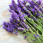 Pack 4 Phenominal Live Lavender Plants for Outside, Blue Purple Lavender Plants No Pot, 5-7" Tall Gardening Indoor Outdoor Spring Planting