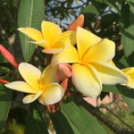 Plumeria Plant Live, 2-3 Feet Tall in 1 Gallon Pot, Frangipani Flowering Tropical Plant (Yellow Plumeria)
