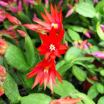 Easter Cactus Live Plant, Vibrant Blooming Cactus for Indoor Outdoor Gardens, 4-8'' Tall, No Pot (Red Blooms)