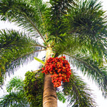 Palm Tree Live Plant Indoor Outdoor, Rare Succulent Palm Houseplant for Indoor or Outdoor Growing, 1 Gallon Pot, White Flowers Red Fruits