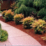 Nandina Shrub, Nandina Plant Live to Grow 6 to 9 Inch Tall, Ornamental Nandina Live Plant in Pot