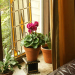 Set of 2 Cyclamen Plants Live, Hardy Cyclamen Plants, Vibrant Blooming Houseplant, 4 Inch Pot for Planting (Red)