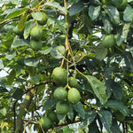 Live HASS Avocado Tree Plant in 3 Gallon Pot, Cold Hardy Avocado Tree 2-3 Ft Tall, Ready to Bear Fruits