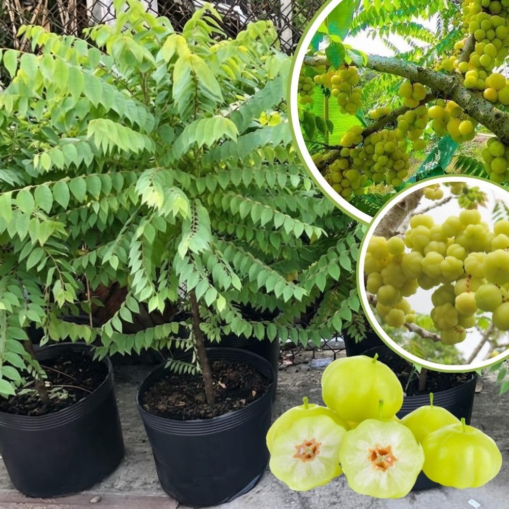 Star Gooseberry Plants Live 1 to 1.5 Feet Tall in 1 Gallon Pot, Gooseberry Bush Live Plants, Perennial Fruit Plant for Outdoor Growing