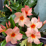 2 Peach Mandevilla Plants Live 4–7" Tall, Live Mandevilla Flowering Tropical Vines for Patio, Containers and Backyard Landscaping