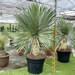 Live Palm Tree Plant in 3 Gallon Pot, No CA, Large Fully Rooted Size, Ready to Plant for Home Décor Indoor Outdoor Landscape, Rare Palm Trees, Silver Yucca Palm