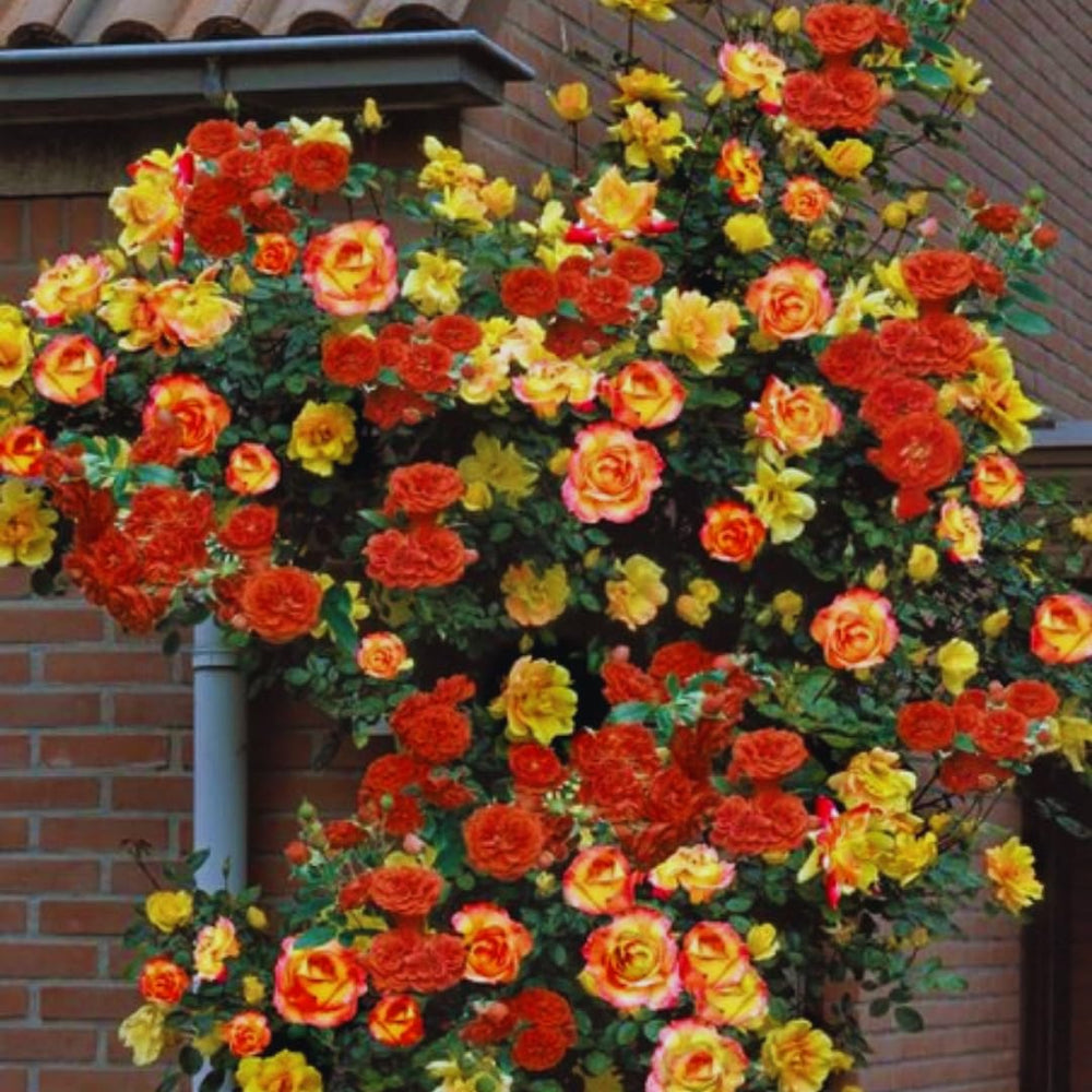 Orange Yellow Climbing Rose Live Plant Well Rooted, No Leaf, Ready to Plant Indoor Outdoor, Climber Rose Bush, Hybrid Tea Rose Like, Very Fragrant, Long Bloomer