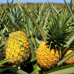 Gold Pineapple Plants Live, Fragrant Pineapple Tree, Edible and Fruit Bearing for Gardens and Patios, 4 to 6 Inches Height
