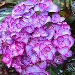 Hydrangea Live Plant Bush Shrub for Planting, 1 Year Old Hydrangea Tree Plant for Outdoor Planting, Change Color Flower Blooms (Double Petals Pink White to Purple)
