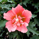 Althea Rose of Sharon Bush Live Plant 6 to 12 Inch Height, in Pot, Ornamental Hibiscus Plant Live, Hibiscus Syriacus Flowers (Red)