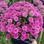 3 Hardy Chrysanthemum Plants Live, Purple Mums Plants Live, 5 to 7 Inc Tall, Chrysanthemum Flowers Perennials Gardening Outdoor