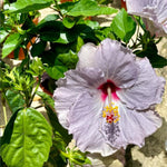 Purple Hibiscus Plant for Outdoor Planting, Hardy Hibiscus Flowers Colorful Blooms, Hibiscus Plant for Grow, 5-7'' Tall
