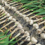 1 Pound Hard Neck Garlic for Planting in Spring, Music Garlic Bulb for Planting, Fresh and High Yield, Cold Hardy, Planting Softneck Hardneck