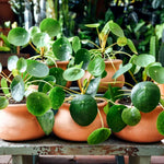 Set 6 Pilea Peperomioides Plants Live, Live Pilea Peperomioides Plants, 3 to 5 Inc Long, Money Plants Live, Money Plants Pot, Pilea Peperomioides Live Plant