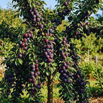 Black Plum Tree Live Plant, Home Orchard Tree, 2-3 Ft Tall